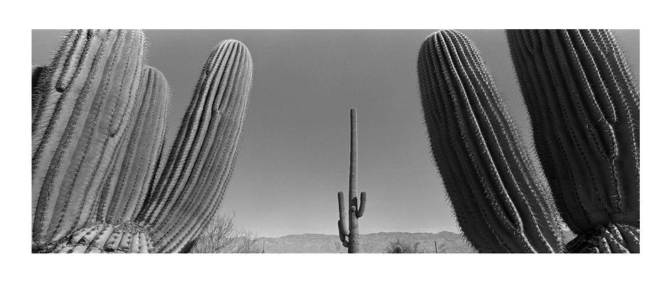 Lasalle_cactus-3
